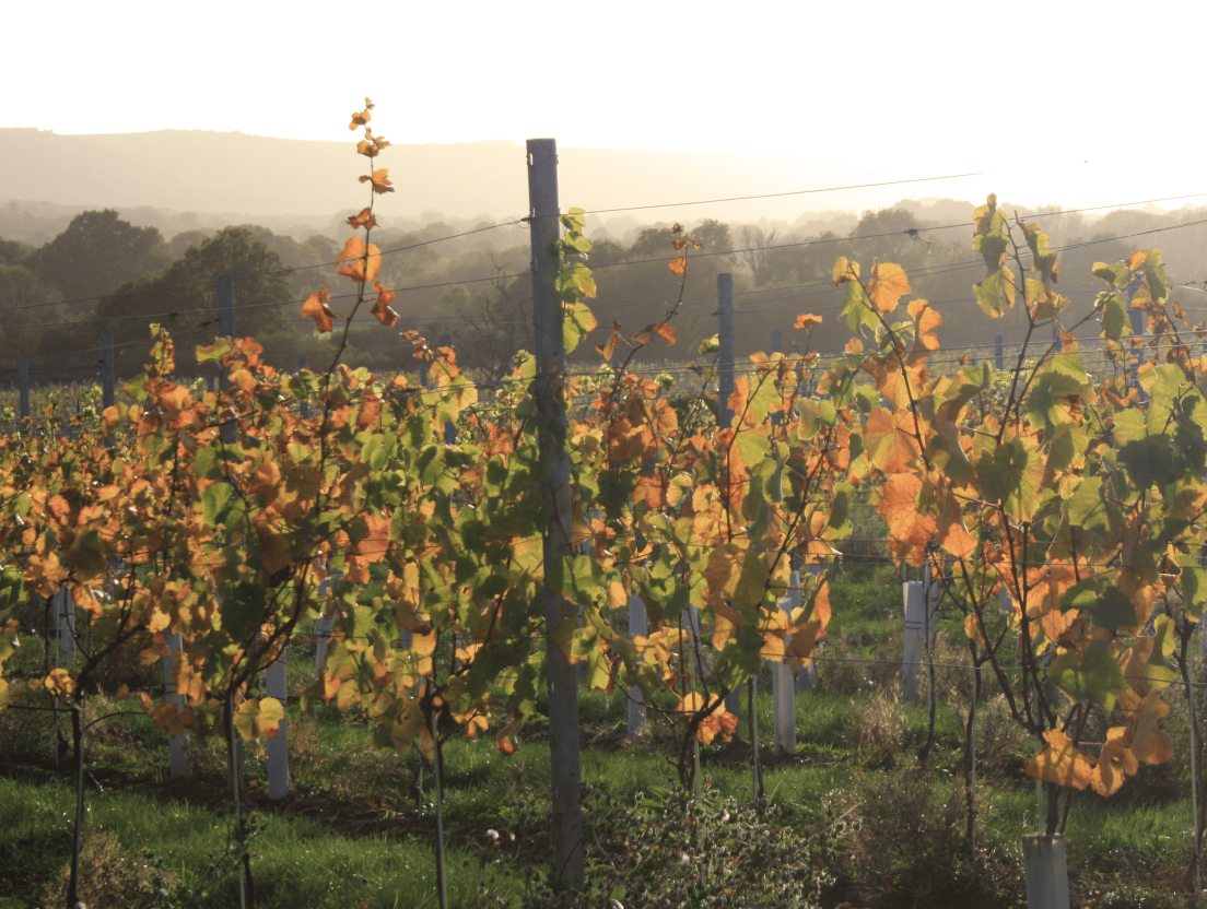 Circular walk: Plumpton station to Artelium Wine Estate image