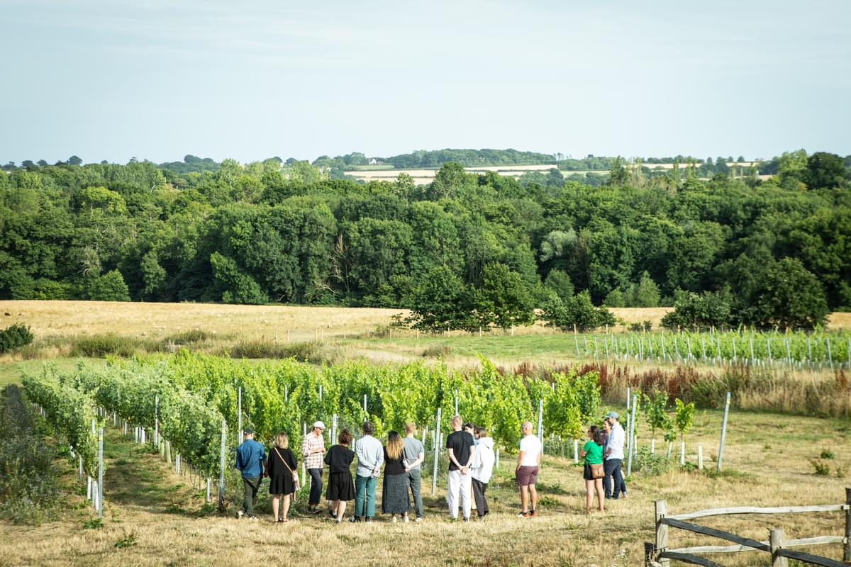 Discover the Sussex wine region