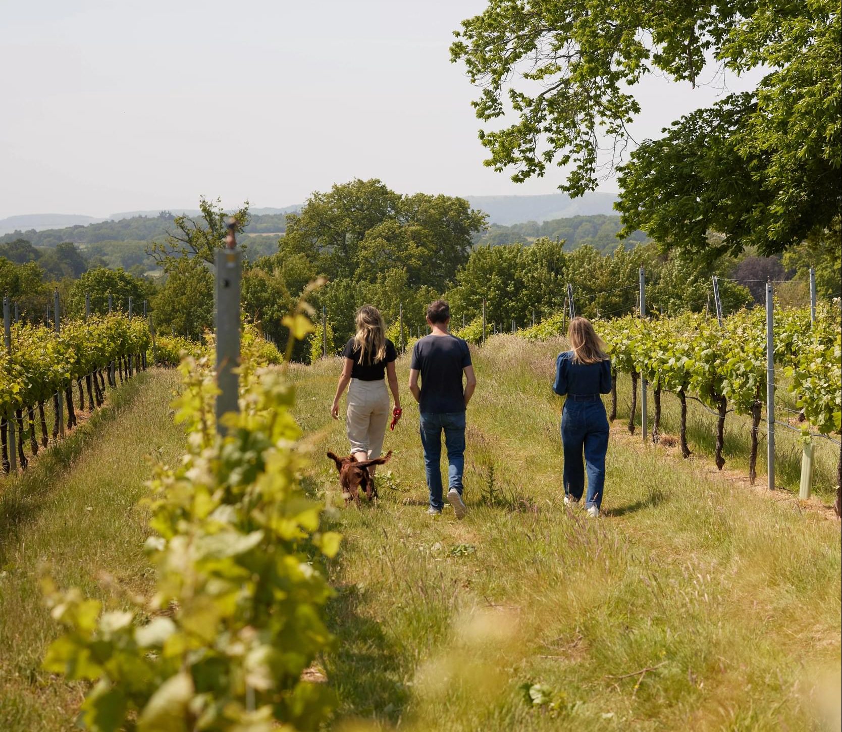 Sussex hotsell vineyard tours